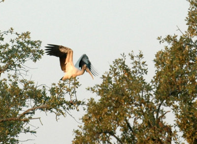 98cooks 013woodstork.jpg