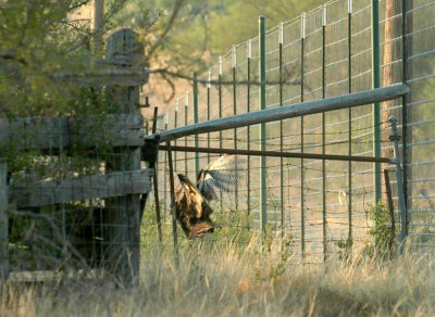 98cooks 025wildturkey.jpg