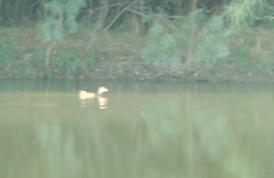 98cooks 036woodDuck.jpg