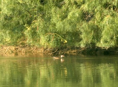 98cooks 037woodDuck.jpg
