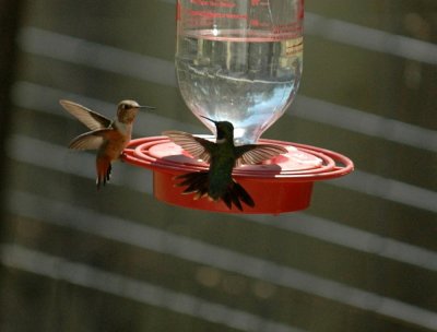 99reaganwells 108two rufous.jpg