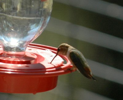 99reaganwells 120rufous.jpg