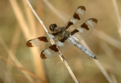 99footballCooksTennis 285eight-spotted skimmer.jpg