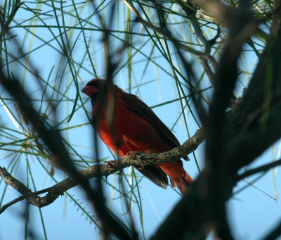 911cooks 040northernCardinal.jpg