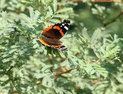913cooks 261redadmiral.jpg