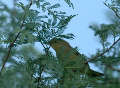 914Cooks914 018yellowwarbler.jpg