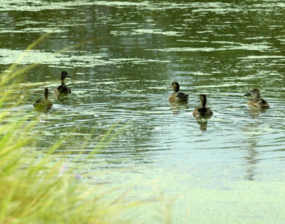 915cooks 016bluewingedteal.jpg