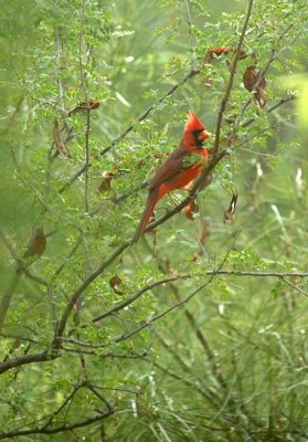 915cooks 036northernCardinal.jpg
