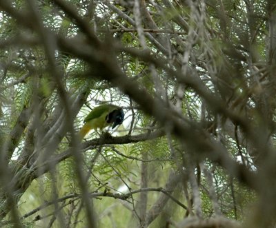 915cooks 046greenJay.jpg
