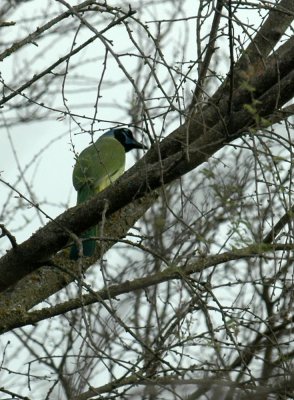 915cooks 050greenJay.jpg