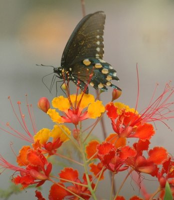 915cooks 064pipevineswallowtail.jpg
