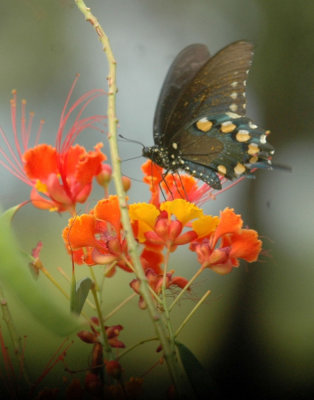 915cooks 066pipevineswallowtail.jpg