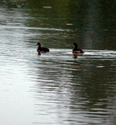 916cooks 017grebes.jpg