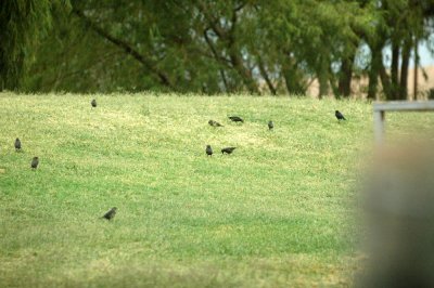 916cooks 045bronze cowbirds in rain.jpg