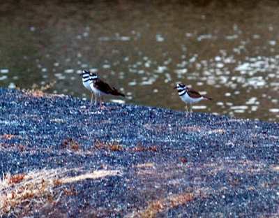 917cooks 012killdeer.jpg