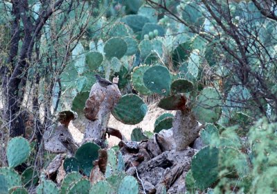 917cooks 020cactusWren.jpg