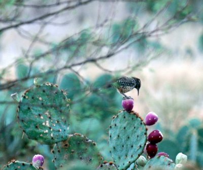 917cooks 021cactusWren.jpg