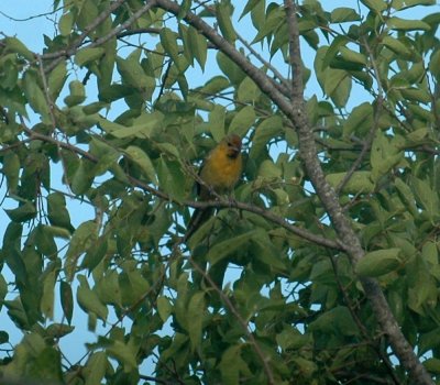 918cooks 045orchardOriole.jpg