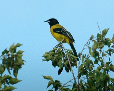 918cooks 056audubonsOriole.jpg