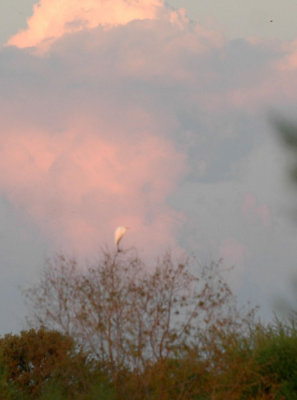 919cooks 005cloudsEgret.jpg