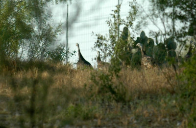 919cooks 041wildturkeys.jpg