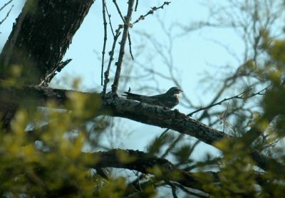 921yardArea 003lesserNightHawk.jpg