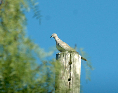 921yardArea 020eurasianCollardDove.jpg