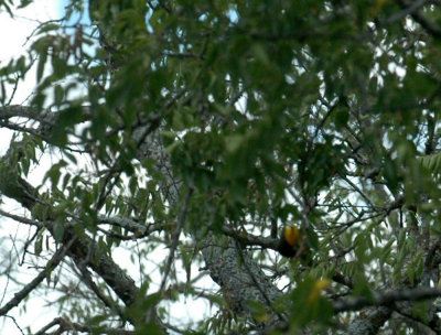 924yardarea 042baltimoreoriole.jpg