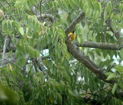 924yardarea 045baltimoreoriole.jpg