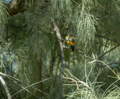 924yardarea 140baltimoreoriolezzzzzzzzzzzz.jpg