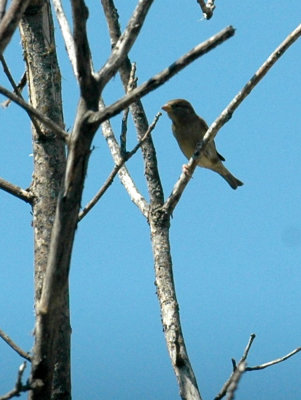 924yardarea 151houseSparrow.jpg