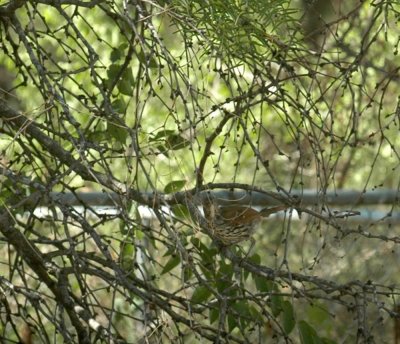 924yardarea 174longbilledthrasher.jpg