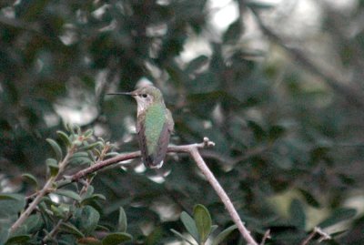 925cooks 006hummingbird.jpg