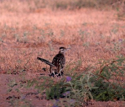 925cooks 045roadrunner.jpg