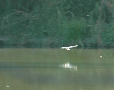 925cooks 116beltedkingfisher.jpg