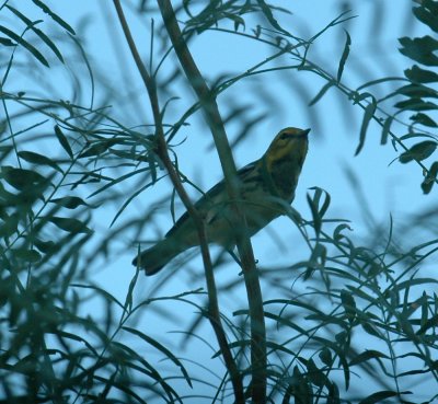 925cooks 124BlackthroatedGreenWarbler.jpg