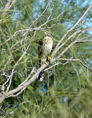 925cooks 242CoopersHawk.jpg