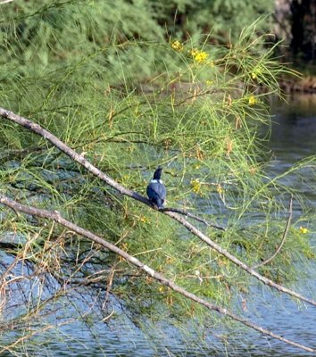 927Cooks 080beltedkingfisher.jpg