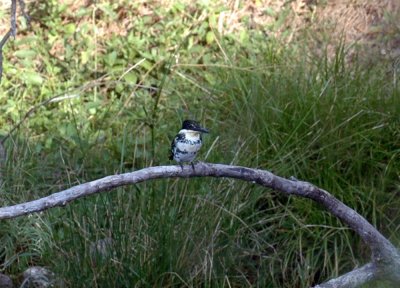 927Cooks 106greenKingfisher.jpg