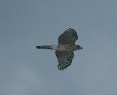 102cooks 021sharpshinned Hawk.jpg
