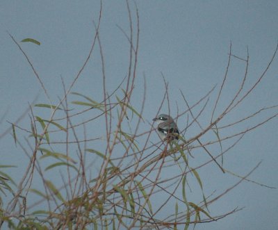 102cooks 026loggerheadShrikeFOS.jpg