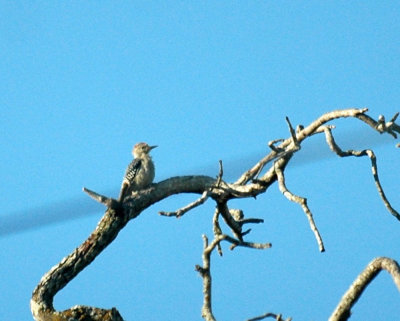 103cooks 102goldenfrontedwoodpecker.jpg