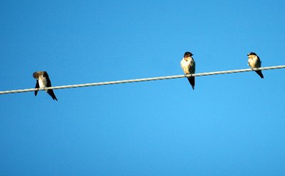 103cooks 113centerBarnSwallow.jpg