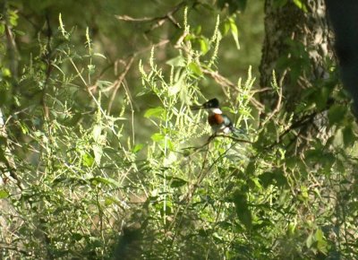 103cooks 149greenkingfisher.jpg