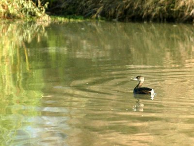 103cooks 163piedbilledgrebe.jpg