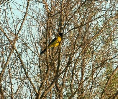 106cooks 084audubonsOriole.jpg