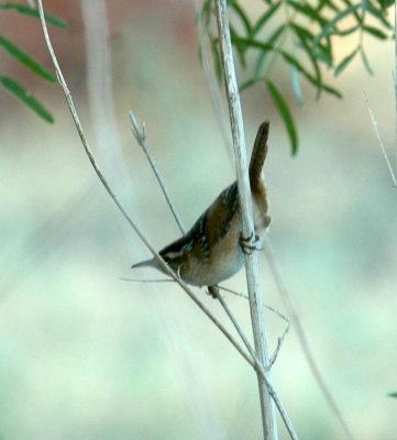 106cooks 123carolinaWren.jpg