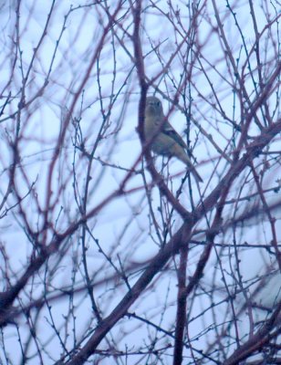 107cooks 070rubycrownedkinglet.jpg