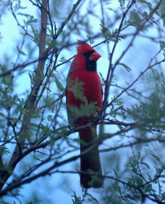 107cooks 078northernCardinal.jpg