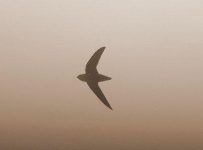 109thebigsitzzz 059chimneySwift.jpg